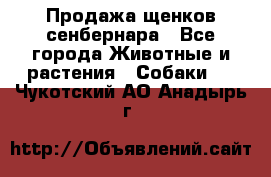 Продажа щенков сенбернара - Все города Животные и растения » Собаки   . Чукотский АО,Анадырь г.